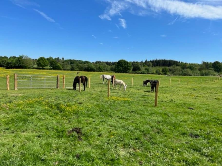 Neddys Rest Luxury Horsebox Stay Battle Exterior foto